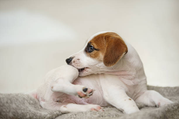 Puppy Jack russell  with scratching himself and bite fleas. Puppy Jack russell  with scratching himself and bite fleas. scratching stock pictures, royalty-free photos & images