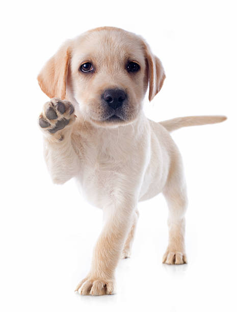 puppy labrador retriever purebred puppy labrador retriever in a studio labrador retriever stock pictures, royalty-free photos & images