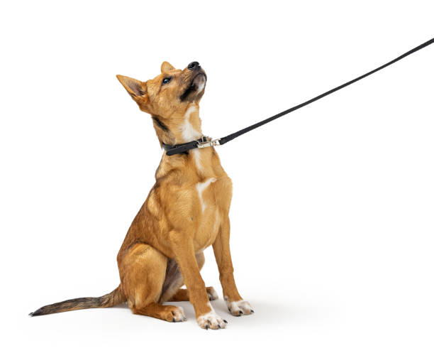 Puppy Learning To Sit and Stay on Leash stock photo