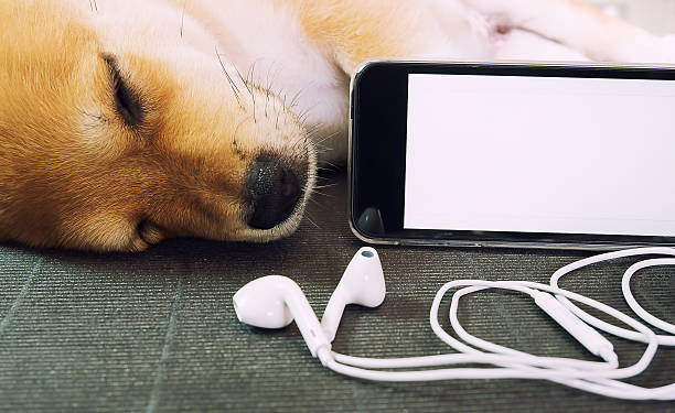 Puppy Lying Sleeping Dog stock photo