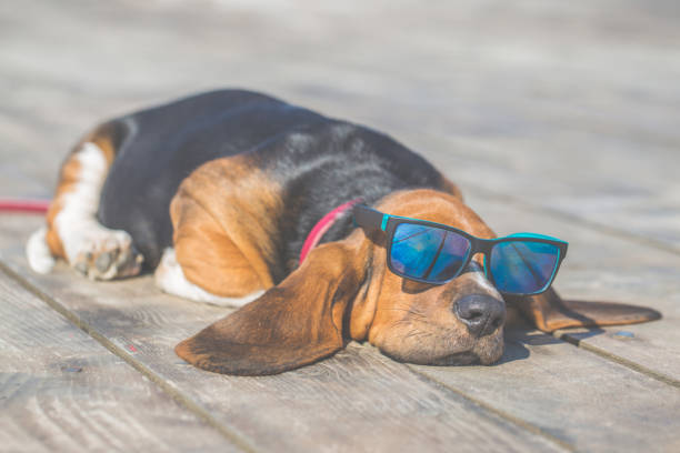Puppy of Basset hound with sunglasses lying on a wooden floor Little sweet puppy of Basset hound with long ears lying on a wooden floor and rests - sleeps. Puppy wearing sunglasses  and looks very funny. Growing up, playing, happiness, joke - Image basset hound stock pictures, royalty-free photos & images