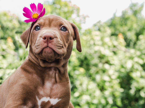 Puppy of chocolate color and bright flower Pretty puppy of chocolate color with a bright flower on his head on a background of blue sky on a clear, sunny day. Close-up, outdoor. Concept of care, education, obedience training, raising of pets female animal stock pictures, royalty-free photos & images