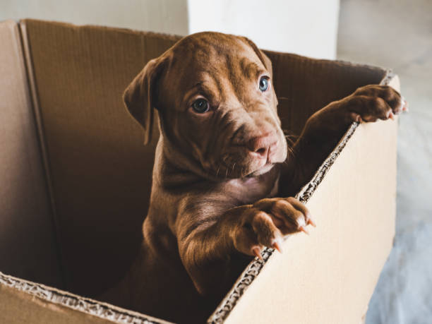 Puppy of chocolate color in a box Cute puppy of chocolate color standing on hind legs in a cardboard box. Close-up, indoor. Concept of care, education, obedience training, raising of pets pit bull terrier stock pictures, royalty-free photos & images