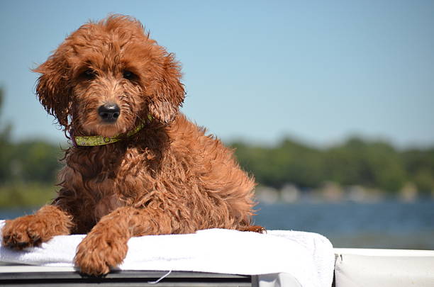 Puppy on Boat "A puppy takes her first boat ride, and she loves the water." dhole stock pictures, royalty-free photos & images