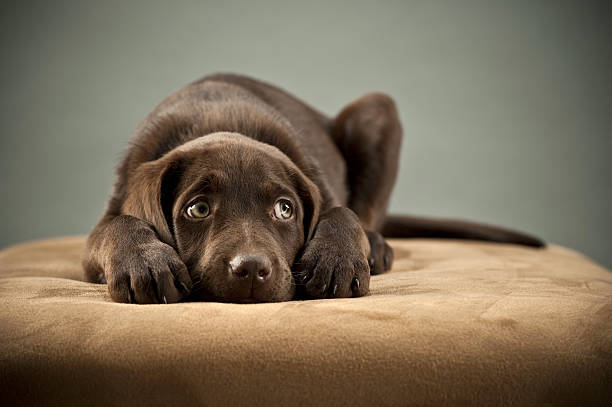 puppy on ottoman - angst stockfoto's en -beelden