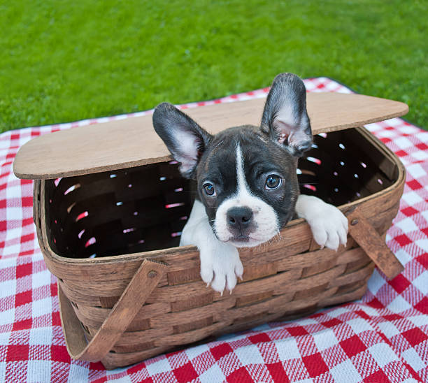 Puppy Picnic stock photo