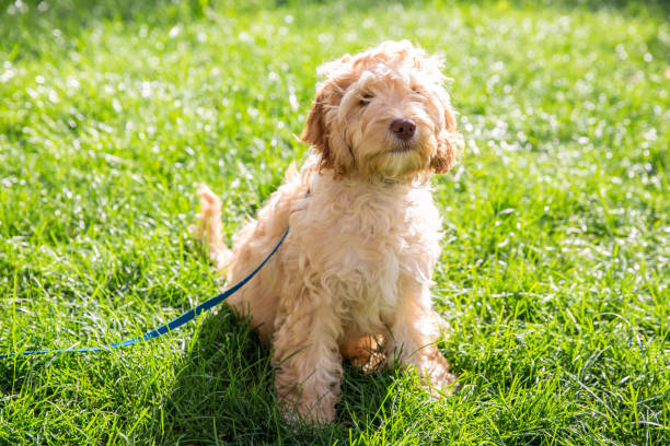 Puppy Little 4 month old Cockapoo puppy in the grass cockapoo stock pictures, royalty-free photos & images