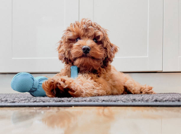 Puppy A cute puppy is laying down with a toy puppy stock pictures, royalty-free photos & images
