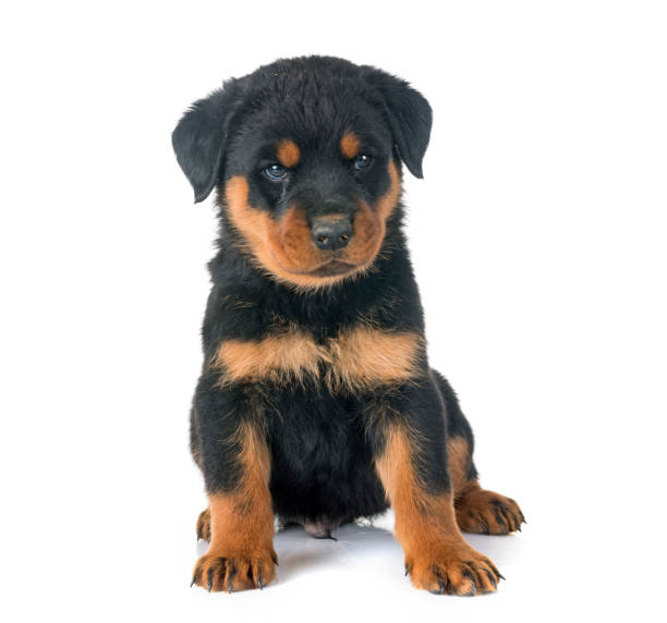puppy rottweiler puppy rottweiler in front of white background rottweiler stock pictures, royalty-free photos & images