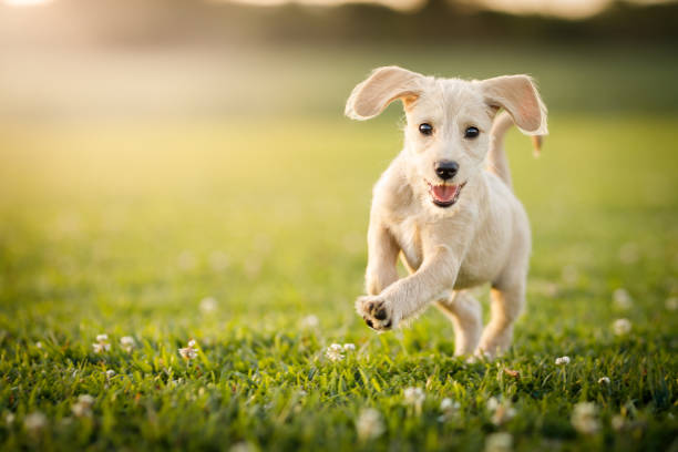 puppy rennen in het park - puppy stockfoto's en -beelden
