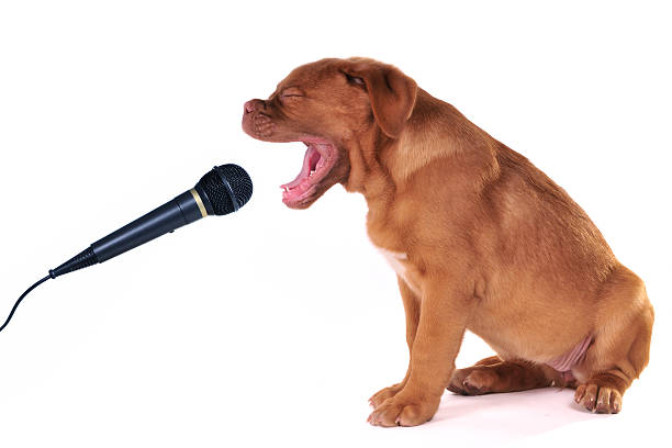 Puppy Singing stock photo