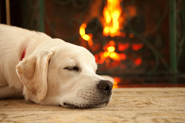 Puppy sleeping by the fireplace stock photo