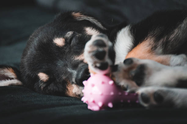 Puppy sleeping on a bed with toy stock photo