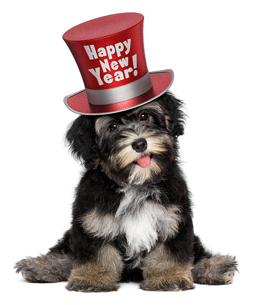 A puppy with a New Years hat on looking into the camera A happy smiling havanese puppy dog is wearing a red Happy New Year top hat, isolated on white background happy new year dog stock pictures, royalty-free photos & images
