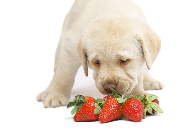 can dogs have freeze dried strawberries