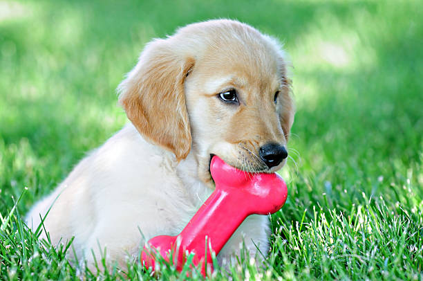 Puppy with a Toy Bone stock photo