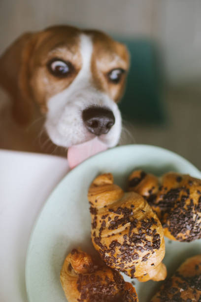 Puppy with bright expression on face trying to eat croissants stock photo