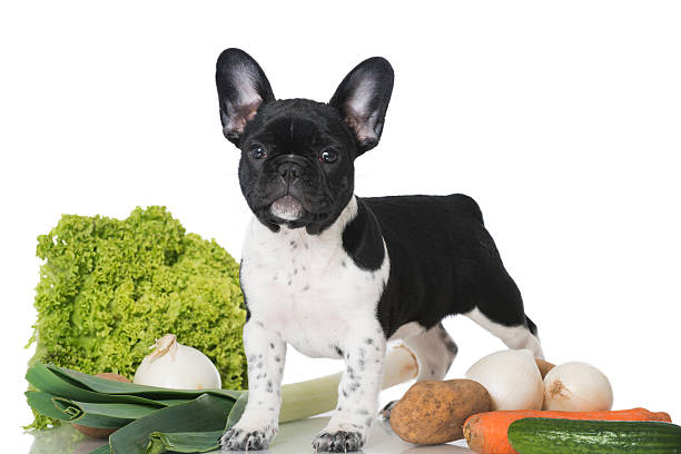 Puppy with vegetables stock photo