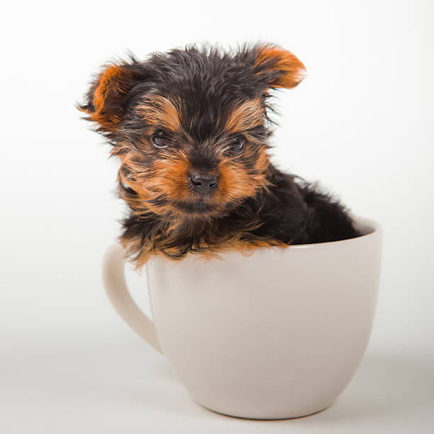 Details about   Yorkshire Puppy in a Tea Cup Feline Home Decor Figurine 