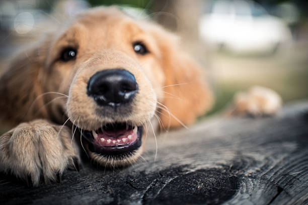 Pure Happiness and Joy A young golden retriever puppy is excited and does not hide it. animal whisker stock pictures, royalty-free photos & images