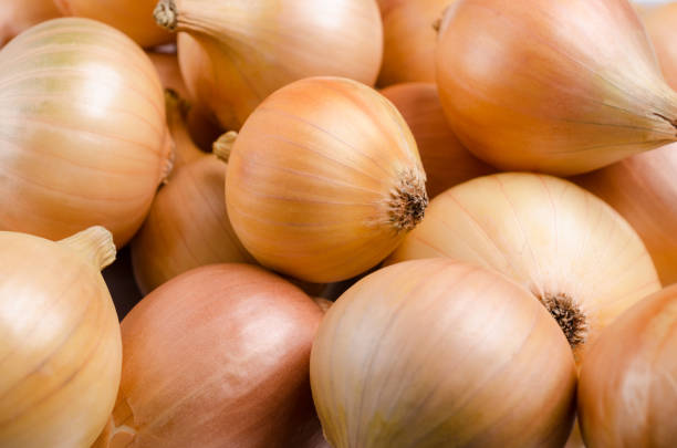 Pure organic raw onion Pure organic raw onion on the background of bulbs. Selective focus. onion stock pictures, royalty-free photos & images