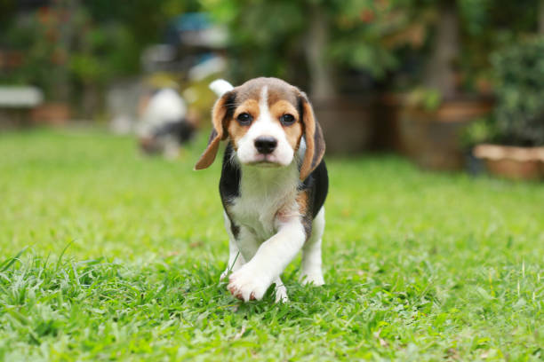 purebred beagle dog looking for somthing purebred beagle dog looking for somthing, searching and resting in 
 beagle puppies stock pictures, royalty-free photos & images