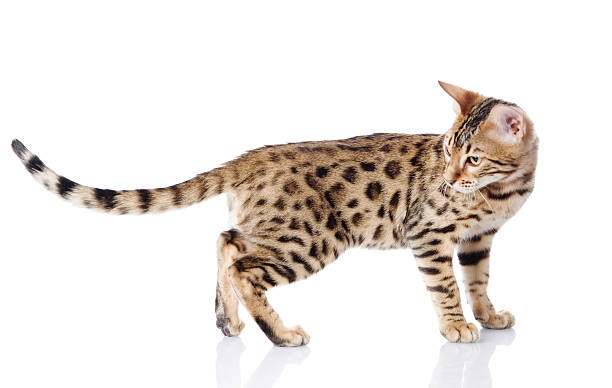 purebred bengal cat. isolated on white background purebred bengal cat. isolated on white background bengals stock pictures, royalty-free photos & images