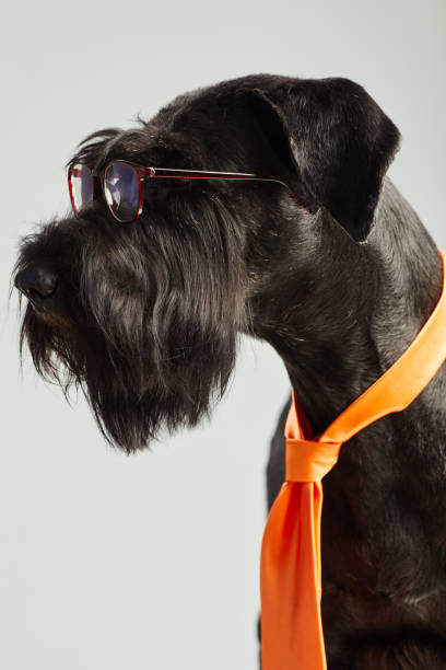 reinrassiger hund in brille und krawatte - seventyfour stock-fotos und bilder