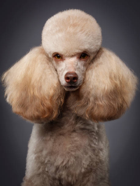Purebred Miniature Poodle Dog A close-up of a purebred Miniature Poodle dog. poodle stock pictures, royalty-free photos & images