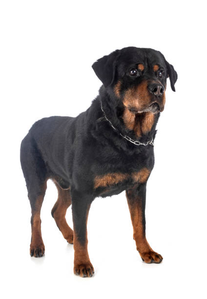 purebred rottweiler purebred rottweiler in front of white background guard dog stock pictures, royalty-free photos & images