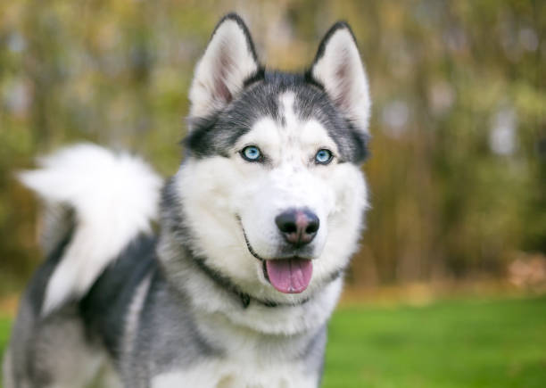 青い目をした純血種のシベリアハスキー犬 - シベリアンハスキー ストックフォトと画像