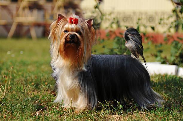 Purebred yorkshire terrier Purebred yorkshire terrier in show stand outdoor, looking at camera yorkie haircuts stock pictures, royalty-free photos & images