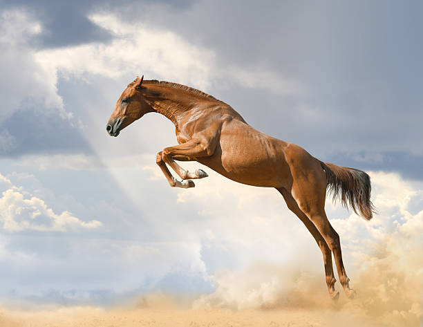 purebred young horse jumping - jumping stockfoto's en -beelden