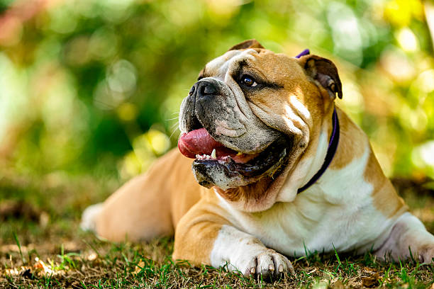 Purebreed Englsh Bulldog lying on grass stock photo