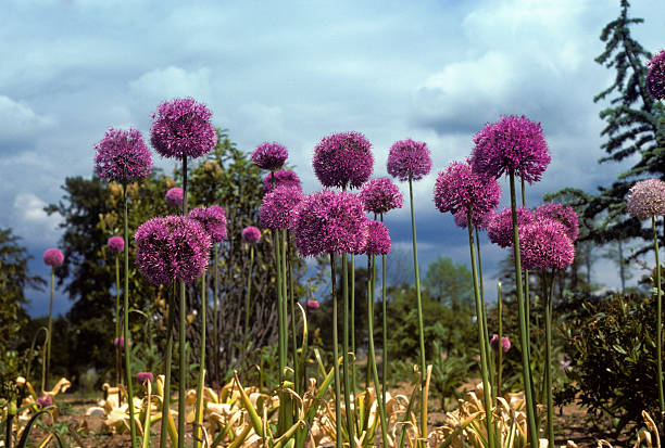 Purple allium flowers growing wild in front of cloudy sky Purple Allium flowers growing wild in Pacific Northwest, on a cloudy sky (which would be ideal for copy space) hearkencreative stock pictures, royalty-free photos & images