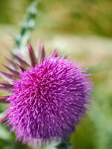 Close up, shallow focus image of a milk thistle, giving a feel of summer and capturing the plant’s vibrant, rich colour and the complex structure.