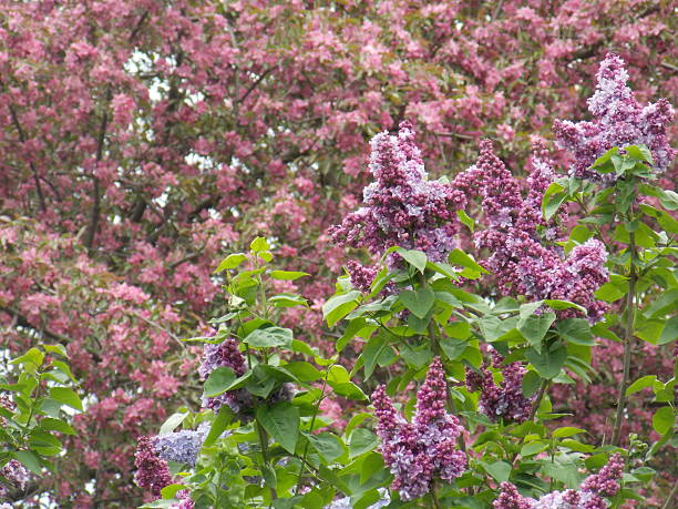 Purple and Pink Blossoming Trees stock photo