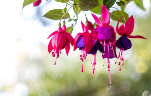 Purple and pink Fuchsia flower with green background for Spring Summer Purple and pink Fuchsia flower with green background for Spring Summer fuchsia flower stock pictures, royalty-free photos & images