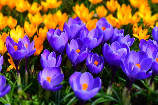 Beautiful bright crocuses floral springtime seasonal photograph