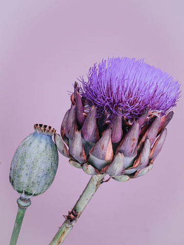 Purple artichoke with poppy pod in pastel purple background