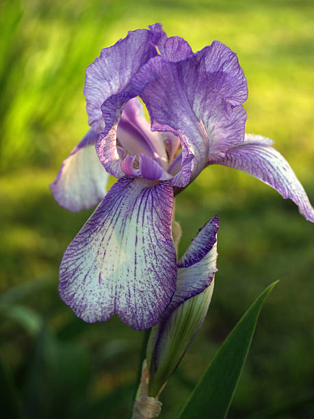 Purple Bearded Iris and Bud, Softly Back Lit - Pennsylvania stock photo
