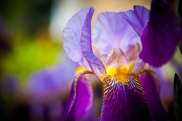 Purple Bearded Iris Flower stock photo