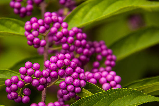 Purple Berries 2 stock photo