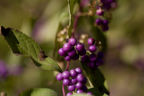 Purple Berries stock photo