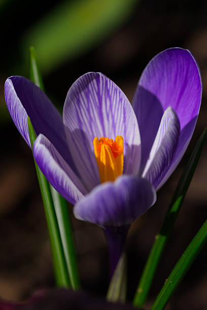 Purple bloom of a spring crocus in the morning sun stock photo