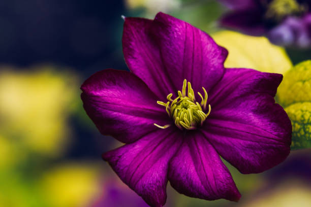 Purple Bloom stock photo