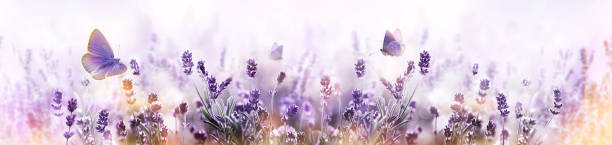 Purple blossoming Lavender and flying butterfly in nature panorama. Blossoming Lavender flowers and flying butterfly in summer morning background . Purple growing Lavender panoramic view butterfly flower stock pictures, royalty-free photos & images