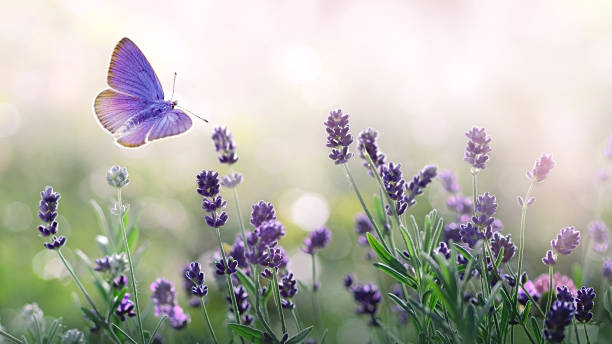 Purple blossoming Lavender and flying butterfly in nature. Blossoming Lavender flowers and flying butterfly in summer morning background . Purple growing Lavender with natural bokeh lights from morning dew on the grass close-up lavender color stock pictures, royalty-free photos & images