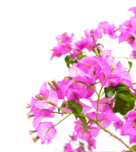 Bougainvillea Hedge Stock Photos, Pictures & Royalty-Free Images - iStock