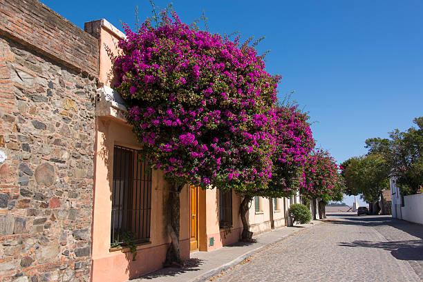 Purple bougainvillea growing richly against a walls of a street stock photo